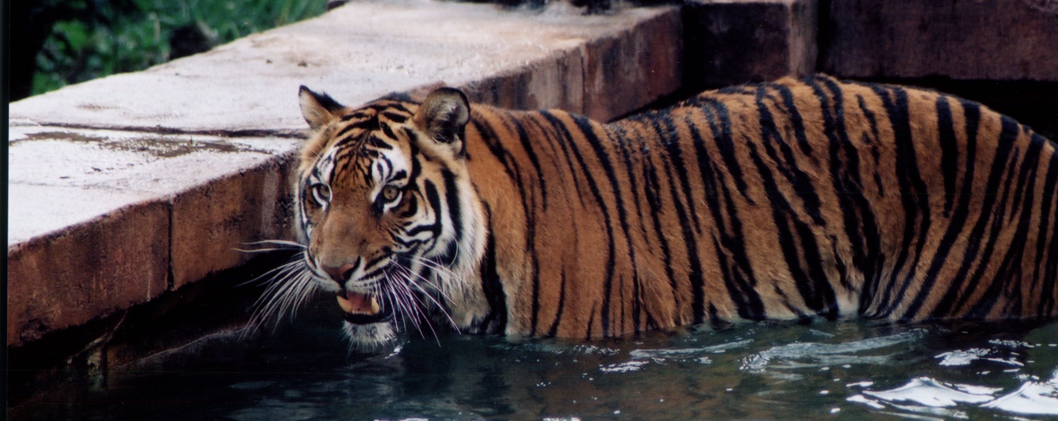 animalkingdompark.jpg